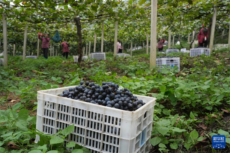 Η φ?τευση τη? ποικιλ?α? σταφυλιο? Vitis davidii οδηγε? στην κοιν? ευημερ?α