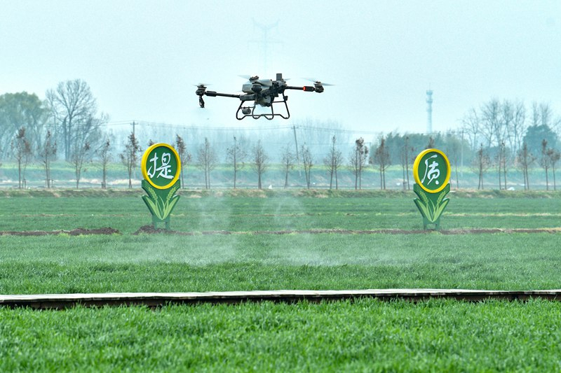 ?να drone εφαρμ?ζει λ?πασμα σε σιτοκαλλι?ργεια σε αγρ?κτημα στην π?λη Τονγκλ?νγκ, στην ανατολικ? επαρχ?α Ανχο?ι τη? Κ?να?. (Φωτογραφ?α / Λα?κ? Καθημεριν? Online)