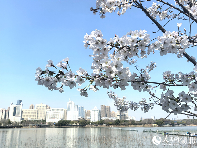 Wuhan: Η πρ?ιμη ανθοφορ?α των κερασι?ν καλωσορ?ζουν την ?νοιξη